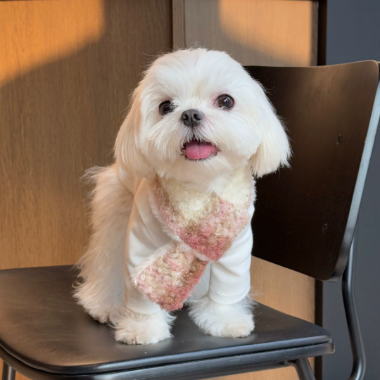 The Hoolie Scarf Set – Dog & Owner