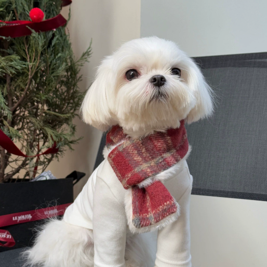 The Hoolie Scarf Set – Dog & Owner